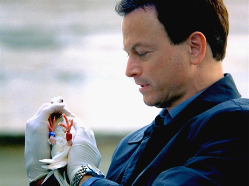Ein Fallschirmspringer ist abgestürzt, nachdem sich ein Schwarm toter Sporttauben in seinem Schirm verfangen hat. Detective Mac Taylor (Gary Sinise) untersucht den bizarren Fall. – Bild: RTL