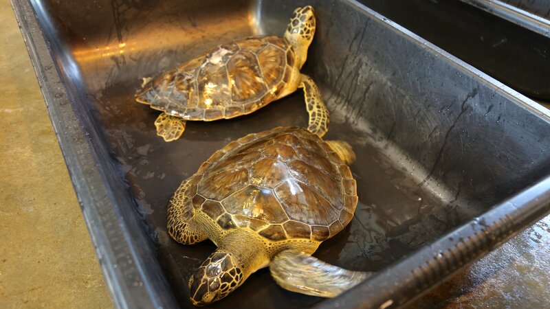 Bild: Animal Planet /​ Discovery Communications