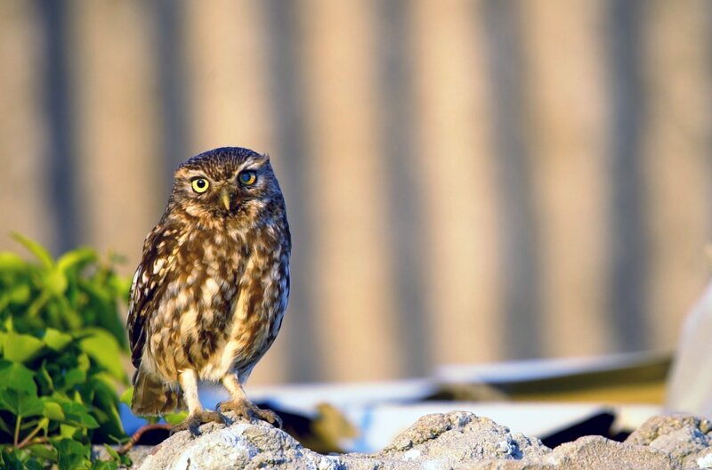 Auf dem fruchtbaren Grasland ist nicht nur Vieh zu Hause: Es ist auch das Reich der kleinsten Eule des Landes – Steinkauze sind nur rund 20 Zentimeter groß. – Bild: ITV Studios