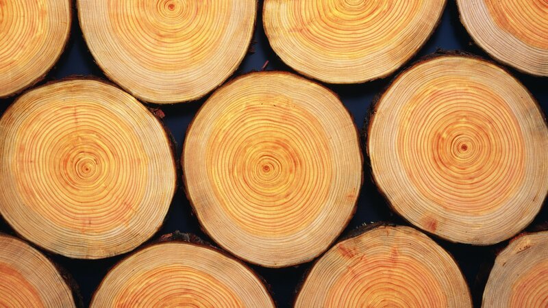Photography of logs of Japanese cypress, Close Up – Bild: Discovery Communications, LLC /​ DAJ