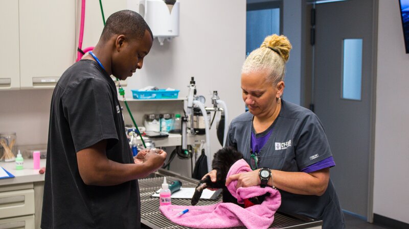 Dr. Blue and Linda prep an animal on the table. – Bild: Discovery Communications
