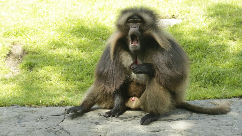 Geladas on exhibit – Bild: Discovery Communications, LLC
