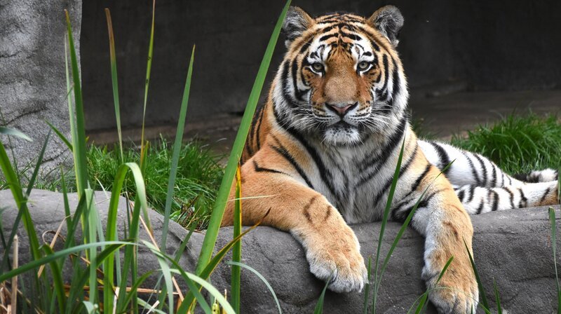 Noch ganz entspannt – Tigerin Maruschka kurz vor der alljährlichen Impfung. – Bild: NDR/​Doclights GmbH