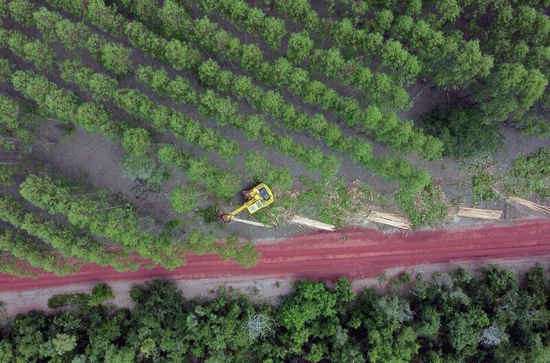 Eukalyptus-Monokultur im brasilianischen Bundesstaat Bahia – Bild: Point du Jour/​Les Films du Balibari