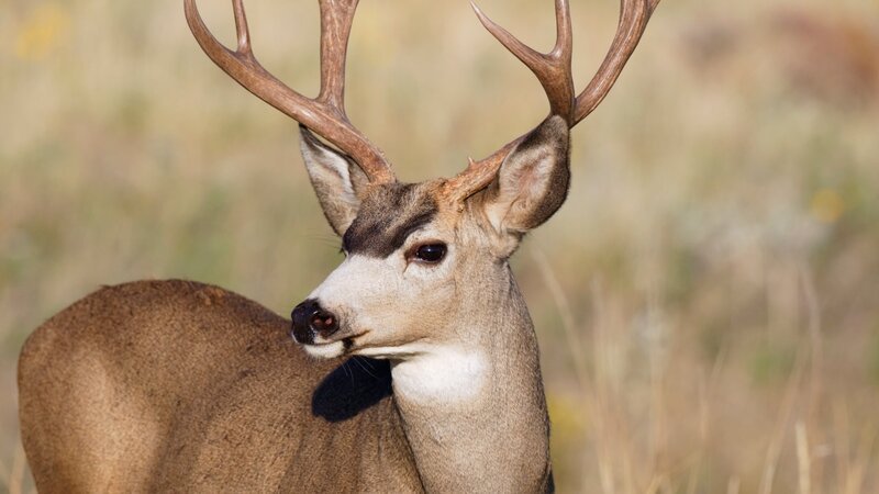 Mule Deer – Bild: Paul E Tessier