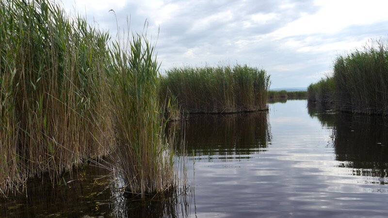 Die stillen Wasser inmitten des Schilfdschungels. – Bild: ORF III
