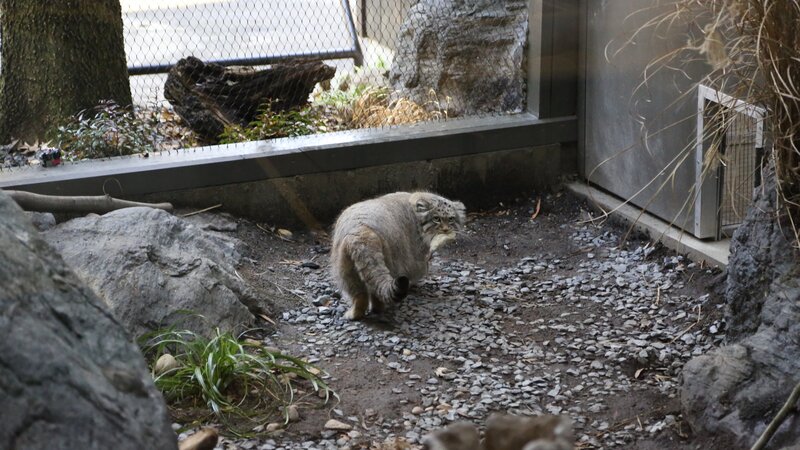 Pallas’s Cat on new exhibit. – Bild: Discovery Communications, LLC