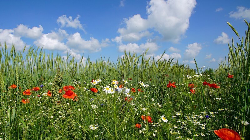 Der Demeterhof Panten züchtet alte robuste Getreidesorten. Weitere Fotos auf Anfrage. – Bild: NDR/​Doclights GmbH/​coraxfilm GmbH