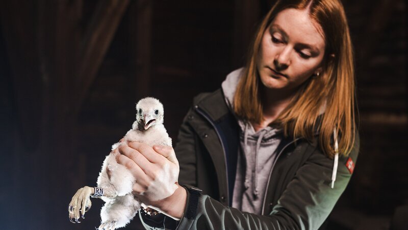 Wanderfalken-Nestling bei der Beringung. – Bild: 3sat