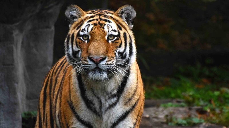 Endlich: Tiger Yasha kommt im Tierpark Hagenbeck an. – Bild: NDR/​Doclights GmbH