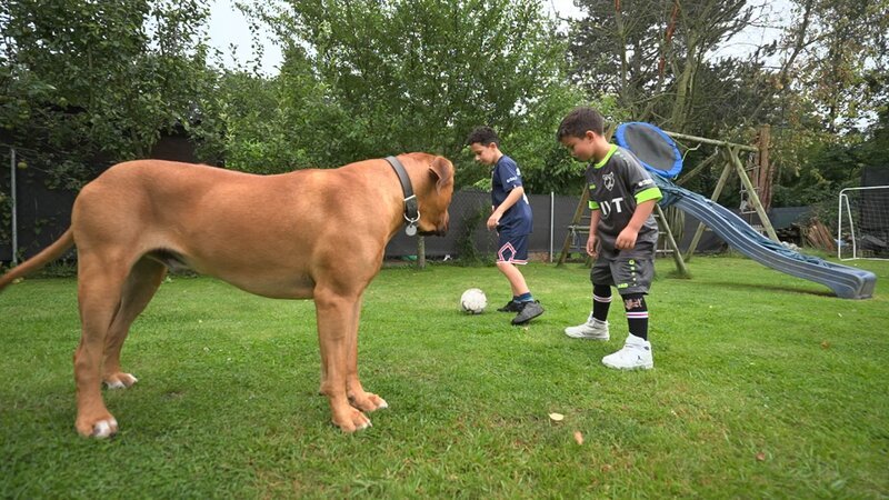 XXL-Ridgeback Ramos mit Can und Ilyas. – Bild: RTL
