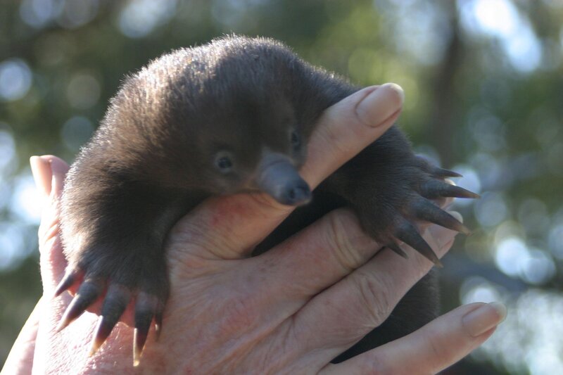 Die ersten Säugetiere vor über 100 Millionen Jahren legten zwar noch Eier wie die Reptilien, trugen das Ei aber bis zum Schlüpfen des Jungen mit sich herum. Auch das Junge leckte dann die Milch aus einer Hautfalte am Bauch des Muttertieres. Eines der Tiere aus dieser Zeit hat bis heute überlebt. Es ist der Schnabeligel, auch Ameisenigel genannt. Er kommt in ganz Australien in den Wäldern und Savannen bis hoch ins Gebirge, ja sogar im Schnee vor. – Bild: BR