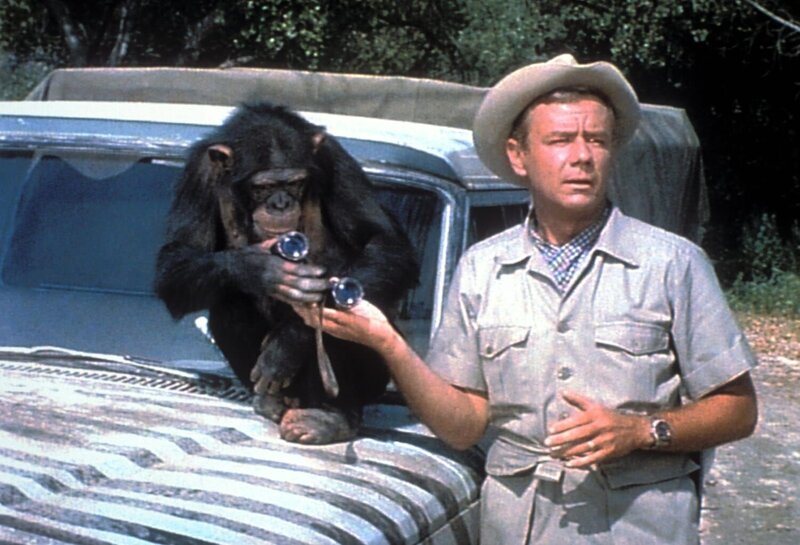 Immer wieder muss Dr. Marsh Tracy (Marshall Thompson) erleben, dass seine freche Schimpansin Judy diverse kleine und große Katastrophen auslöst. – Bild: imgkid.com