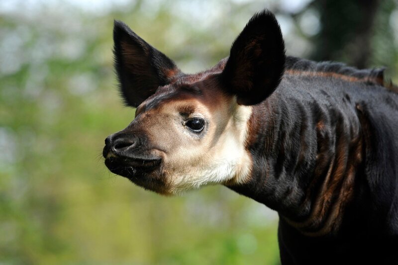 Okapi-Mädchen Bashira ist in den letzten Wochen kräftig geworden. Kurz nach ihrer Geburt wog es 21,5 Kilogramm. Mittlerweile bringt Bashira das Sechsfache ihres Anfangsgewichts auf die Waage! – Bild: rbb/​Thomas Ernst