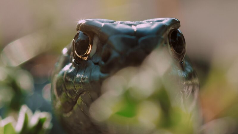 Eine westliche Eidechsennatter auf der Jagd.  +++ Die Verwendung des sendungsbezogenen Materials ist nur mit dem Hinweis und Verlinkung auf RTL+ gestattet. +++ – Bild: RTL /​ © Terra Incognita Docs