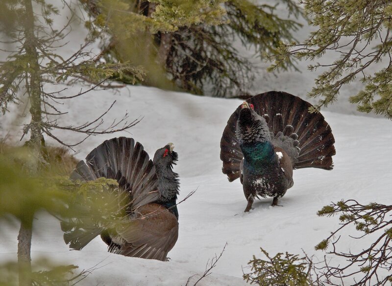 Auerhahn. – Bild: Franz Hafner /​ ORF /​ Interspot Film