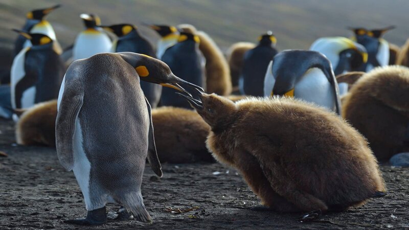 Bild: Terra Mater Studios GmbH /​ Saint Thomas Productions