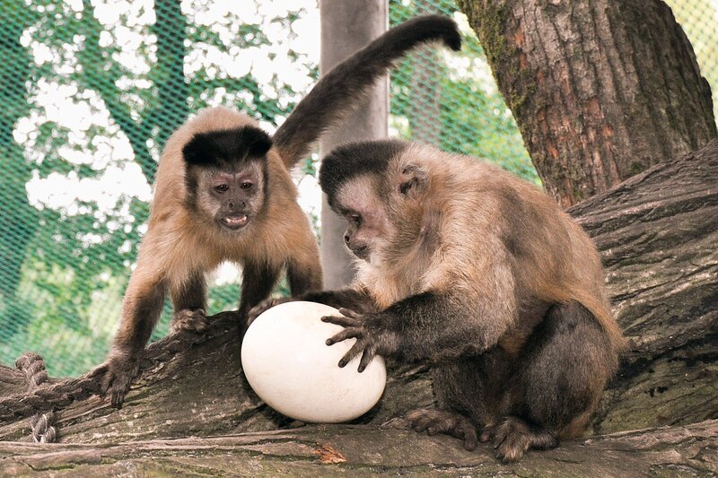 Kapuzineraffen mit Ei. – Bild: BR/​Radio Bremen
