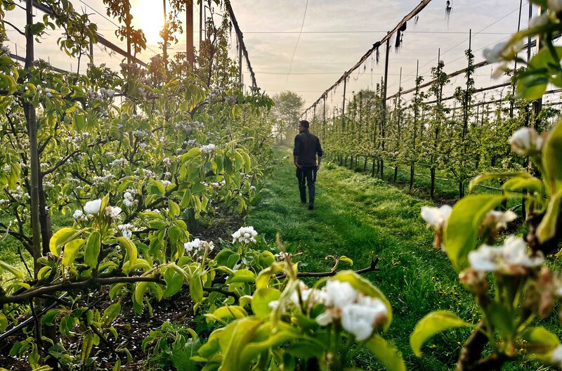 Birnen erobern das Alte Land – Bild: NDR/​Dokness/​Lena Oldach