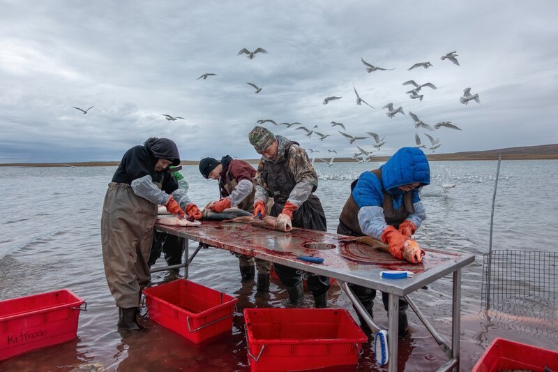 Frischer Fisch: Inuit verarbeiten ihren Fang direkt an der Küste des Arktischen Ozeans. – Bild: ZDF und Brian Dentz, Toby Marshall