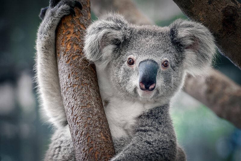 Der Koala – Bild: shutterstrock