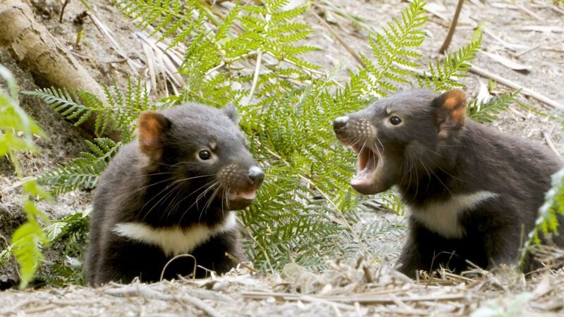  – Bild: Wild Creature Films