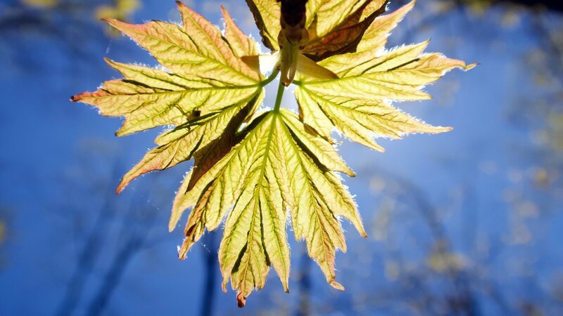 Ein Ahornbaum in Kanada entwickelt nach der langen Winterpause frische Blätter, mit denen er Fotosynthese betreiben kann. – Bild: 3sat