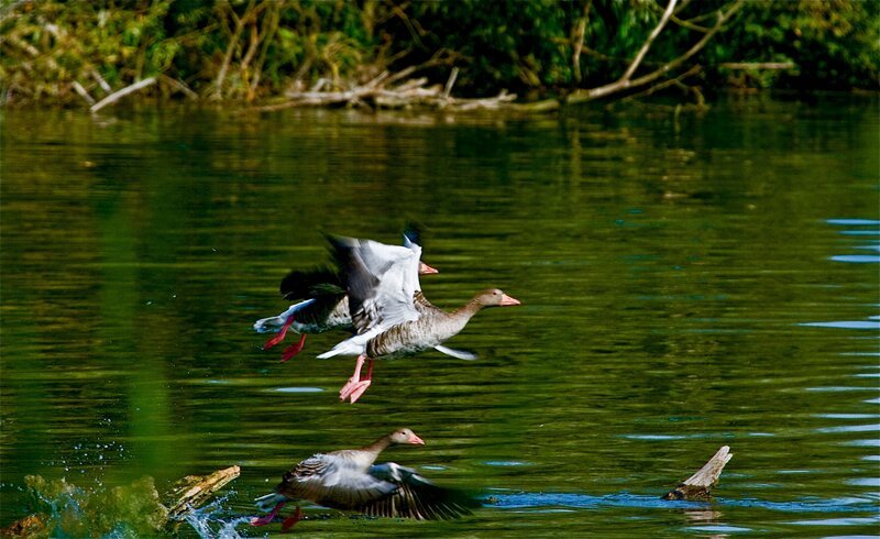 Fliegende Gänse am Kleinplattensee in Ungarn. – Bild: ORF /​ Istvan Na