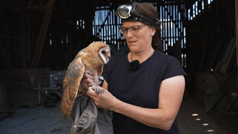 Eine Schleiereule in der Kontrolle – Bild: SRF