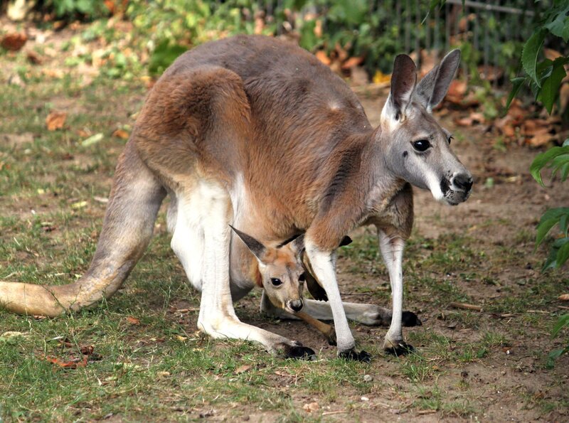 ARD/​SWR TIERISCH GUT! FOLGE 2, „Die Kleinen sind los …Zoogeschichten Deutschland 2010“, am Samstag (06.08.11) um 11:10 Uhr im ERSTEN. Die Zucht der Roten Riesenkängurus ist sehr erfolgreich in der Wilhelma. – Bild: SWR/​Jens Klingler