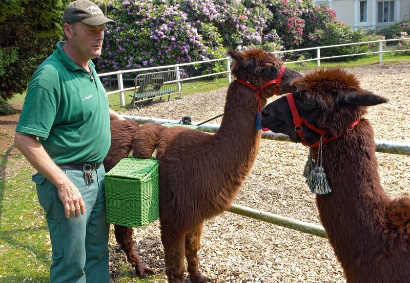 Volker Friedrich mit Gandalf und seinen Alpaka-Kollegen. – Bild: NDR/​Sandra Hoever