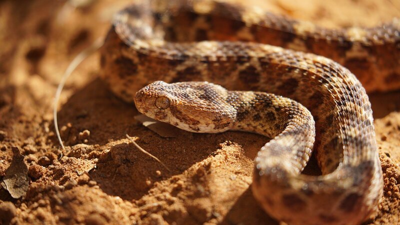 Bild: RTL /​ Earth Touch /​ Viper