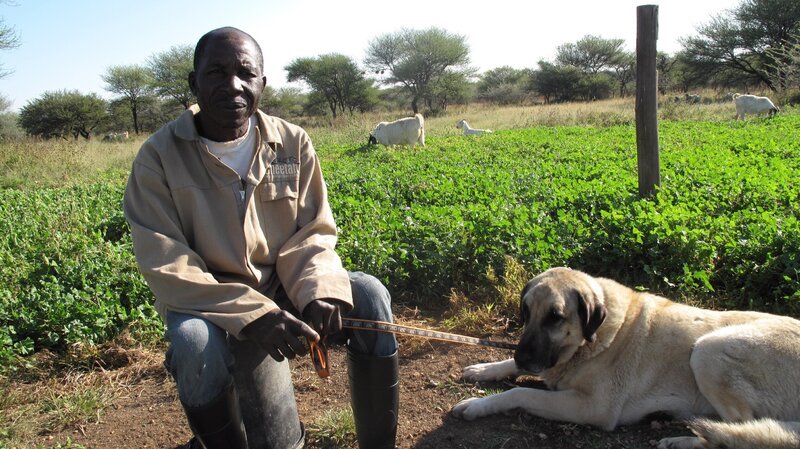 Armas with Anatolian dog sitting. – Bild: POWDERHOUSE /​ Animal Planet /​ Discovery Communications Inc