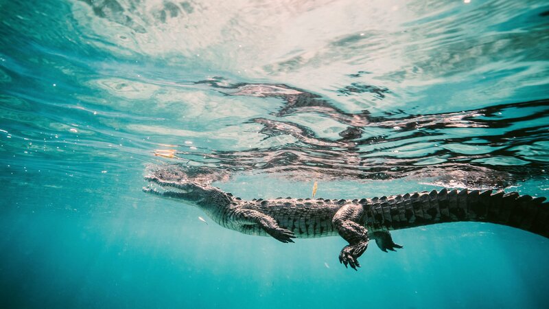 Crocodile Swimming In Sea – Bild: Gang Song /​ EyeEm /​ Getty Images/​EyeEm /​ EyeEm /​ SONG GANG