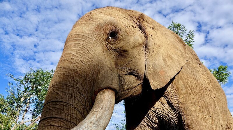 In seinem Lebensraum wird es oft sehr heiß, deshalb braucht der Elefant eine gute „Klimaanlage“: Über seine gut durchbluteten großen Ohrenlappen kann er überflüssige Wärme abgeben. – Bild: NDR/​Zorillafilm Grospitz & Westphalen