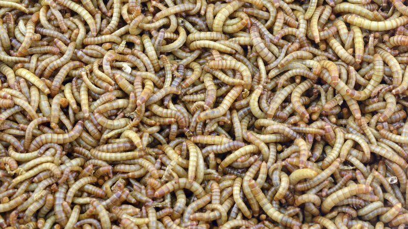 Bild: Discovery Communications, LLC /​ eve_eve01genesis