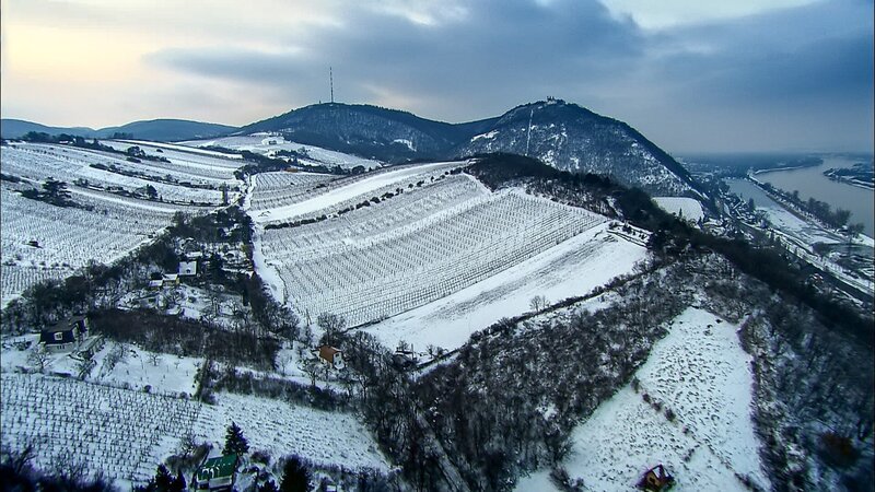Nussberg, Weingärten – Bild: ORF