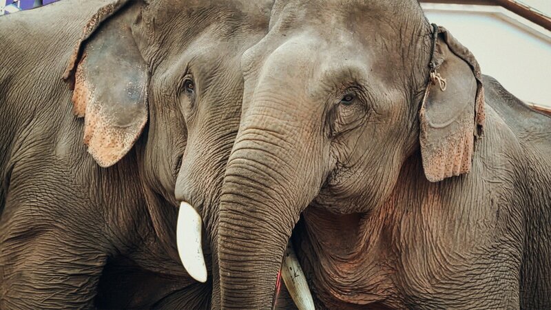 Gefangen und zur Schau gestellt – Elefantenpaar in Boten, Laos – Bild: 3sat Gefangen und zur Schau gestellt – Elefantenpaar in Boten, Laos – Bild: 3sat