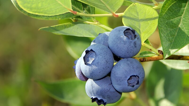 Bild: Cathleen Abers-Kimball