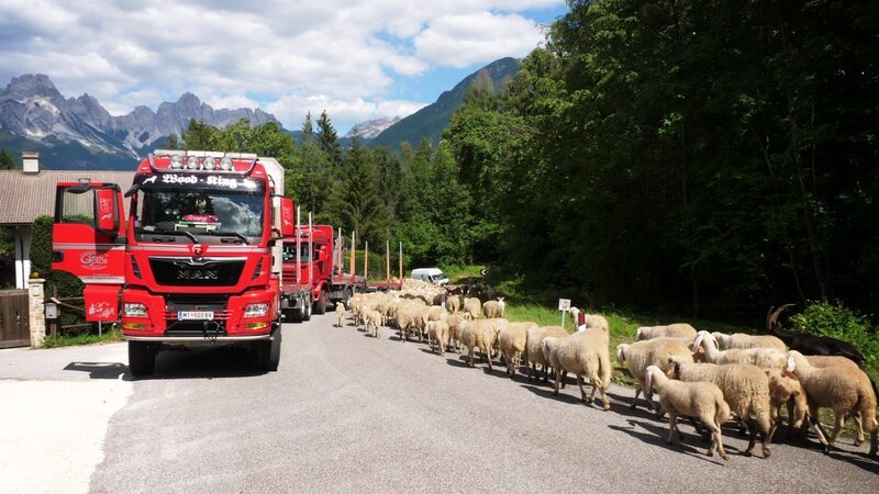 Lastwagen und Schafe – Bild: Warner Bros. Discovery
