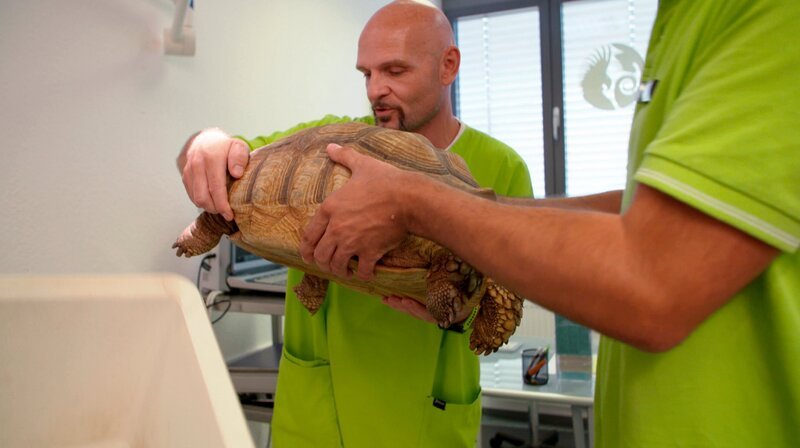 Mit ihren 20 Kilo ist Kleine Mali ein ganz schön schwerer Brocken. Schon seit zwei Wochen hat Kleine Mali nichts gefressen. Dr. Gerd Britsch fasst einen außergewöhnlichen Plan. – Bild: NDR/​Doclights GmbH