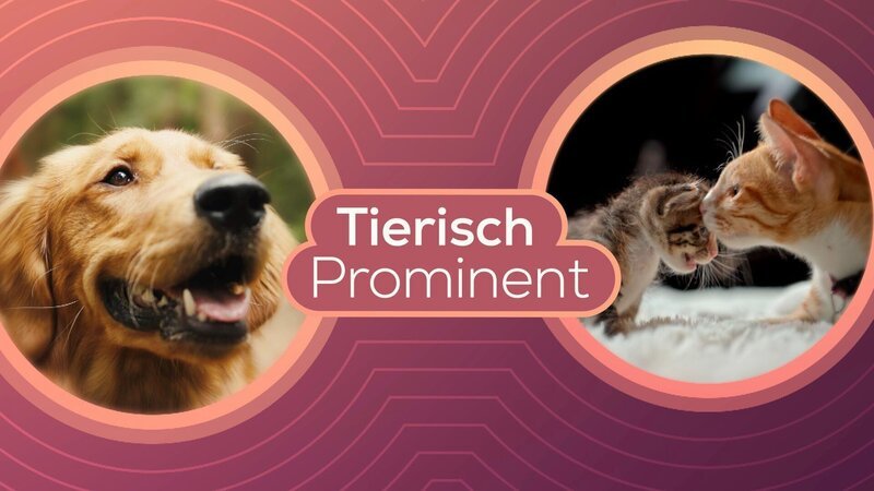 Bild: ORF /​ ORF Grafik