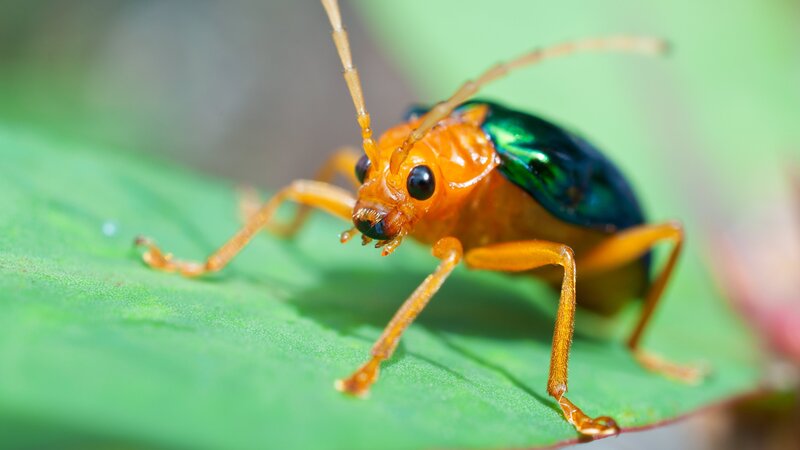 Macro shot of a bombardier beetle on leaf. – Bild: seanjoh/​seanjoh/​seanjoh