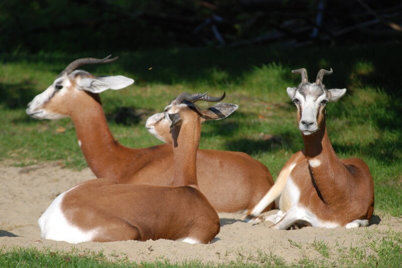 Die Mhorrgazellen müssen geimpft werden. – Bild: BR/​Jens-Uwe Heins