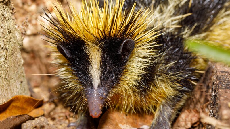 Endemic animal tailless tenrec, Tenrec ecaudatus, also known as the common tenrec. – Bild: Artush