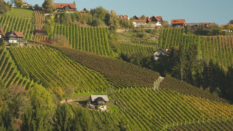 Weingärten im Schilcherland. – Bild: ORF III