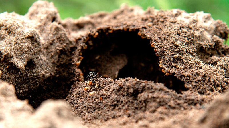 Tierische Wohngemeinschaften – Bild: phoenix/​WDR/​Text und Bild Medienproduktion/​Marlen Hundertmark