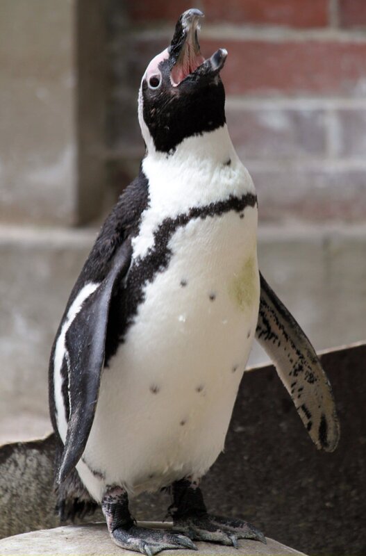ARD/​SWR EISBÄR, AFFE & CO FOLGE 168, „Zoogeschichten aus Stuttgart“, am Mittwoch um 16:10 Uhr im ERSTEN. Der zahlreiche Nachwuchs bei den Wilhelma-Pinguinen ist auffällig. Kein Wunder, jedes Tier wird als eine eigene Persönlichkeit behandelt. – Bild: SWR/​Jens Klingler