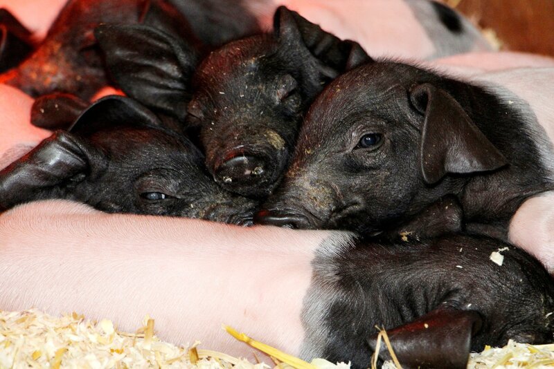 Nachwuchs bei den Landschweinen auf dem Schaubauernhof. Im Streit um die Zitzen der Muttersau hat sich ein Ferkel verletzt. Heute untersucht Tierärztin Annika, ob die Behandlung anschlägt – oder ob das Jungtier eingeschläfert werden muss. – Bild: SWR/​Christian Neumann