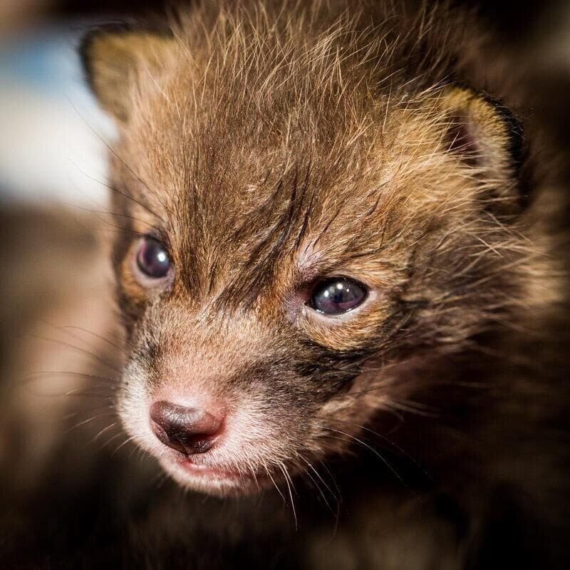 Fuchsjunges im Alter von fast 4 Wochen. – Bild: RTL /​ ATHENA FILMS LTD